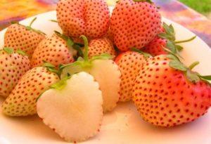 Descripción y características de las fresas de piña, plantación y cuidado.