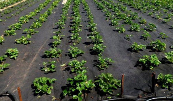 Growing strawberries