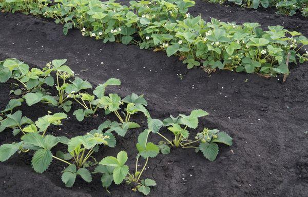 Strawberries in the garden