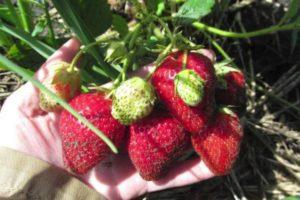 Description and characteristics of Bereginya strawberries, planting and care