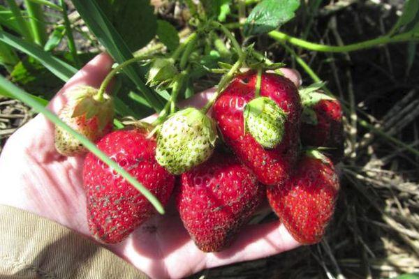 ripe strawberries