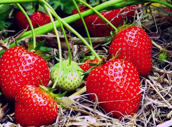 Mulching strawberries