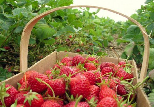 Basket with strawberries