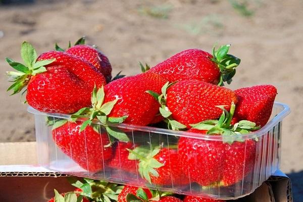 harvested fruit