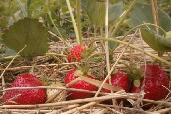 spud plant