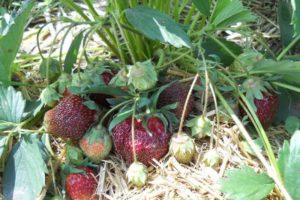 Description and characteristics of the strawberry variety Fireworks, cultivation and care