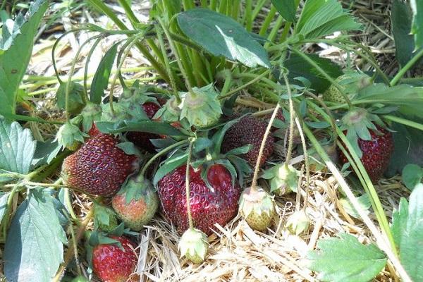 feux d'artifice aux fraises