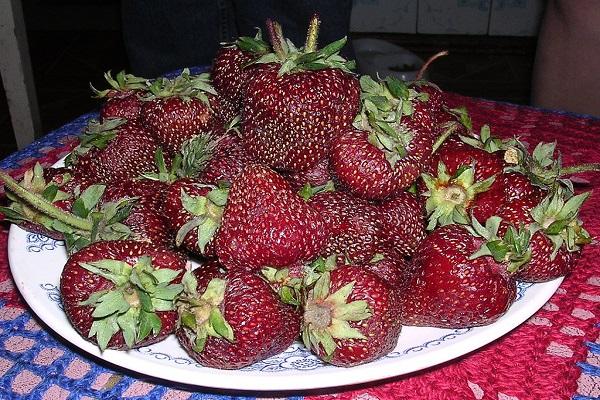 frutas lavadas