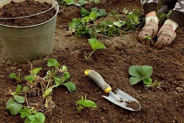 planting strawberries