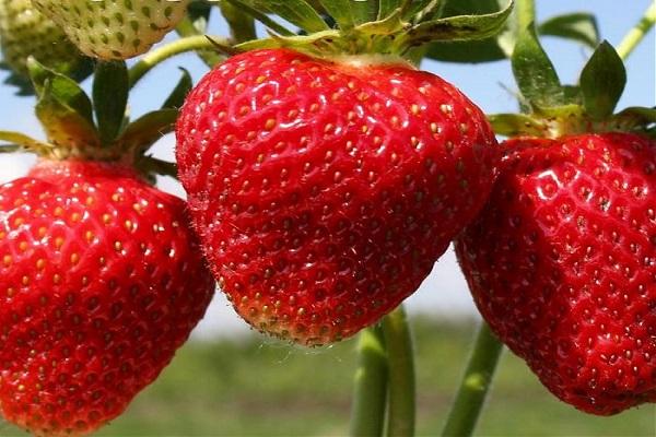 vitamina roja