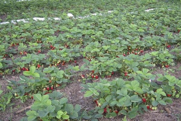 huge flower bed