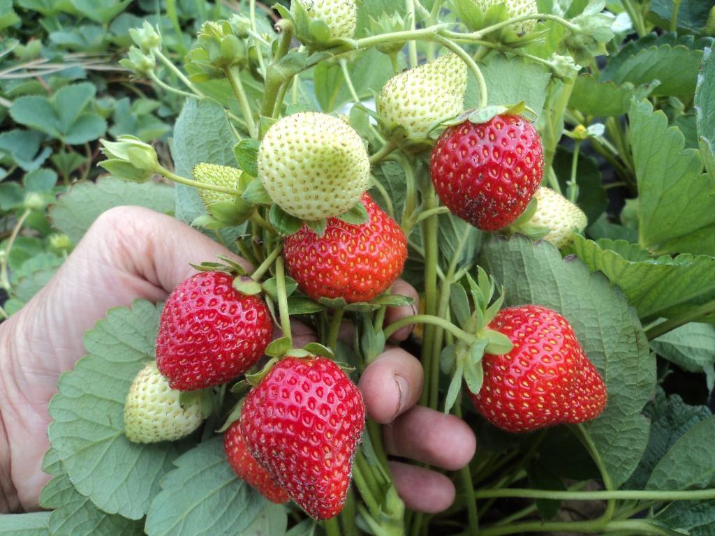 elvira aux fraises