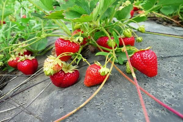 strawberry bogota