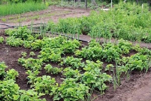 strawberry bed