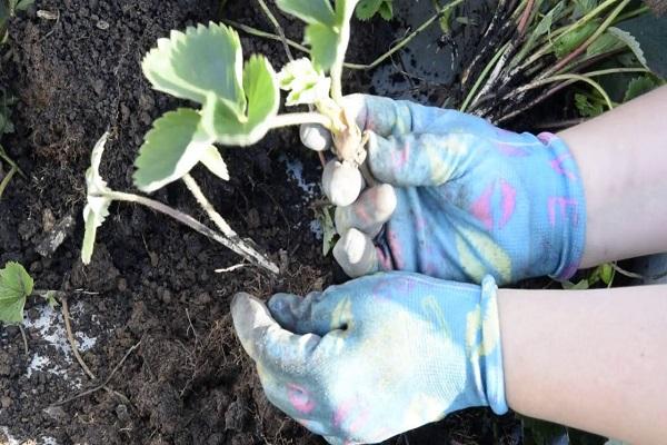 strawberry seedlings