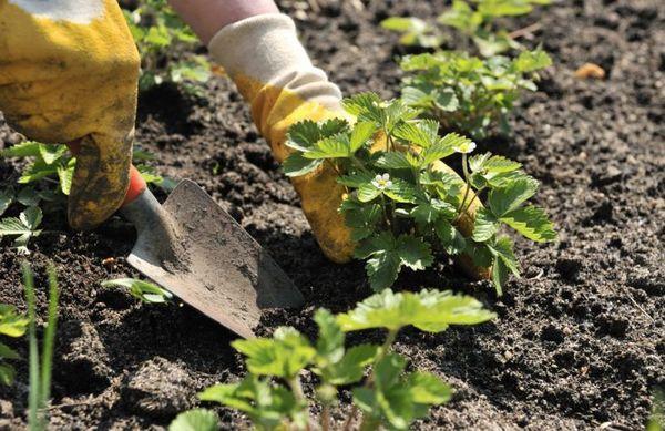 Strawberry seedlings