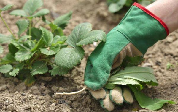 Propagation de fraises