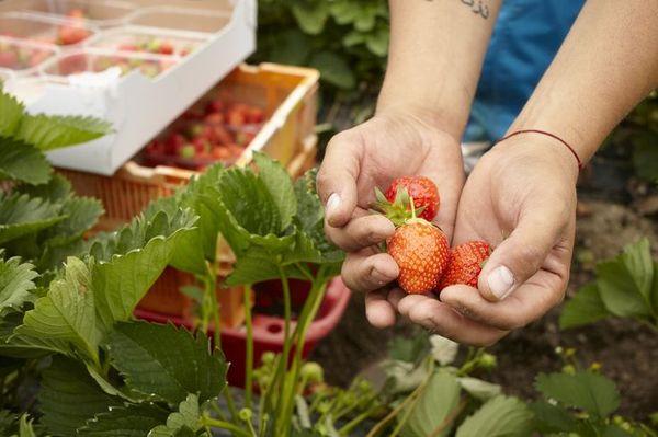 Cultivo de fresas