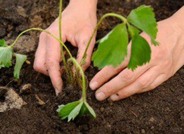 Planter des fraises