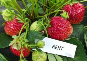 Beschrijving en kenmerken van Kent-aardbeien, teelt en reproductie