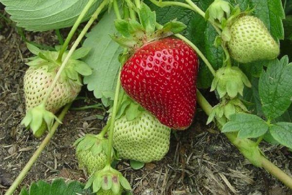 Mulching strawberries