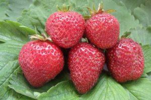 Description et caractéristiques des fraises Lambada, plantation et entretien