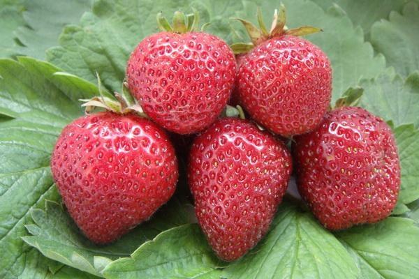 cosecha de fresas