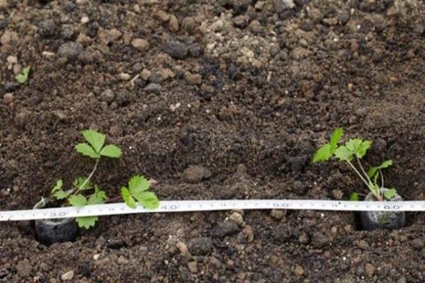 seedlings on planting