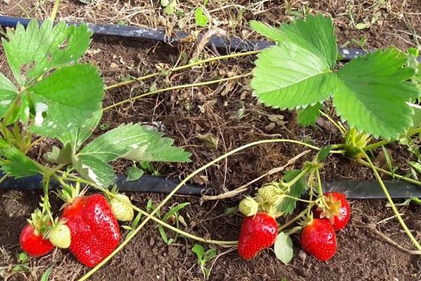 berries ripe