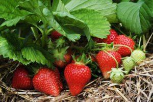 Beschrijving en kenmerken van de aardbeiras Heer, teelt en reproductie