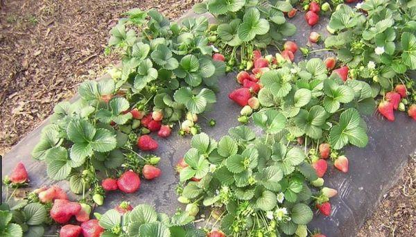 Propagation des fraises