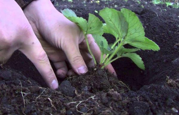 Planter des fraises