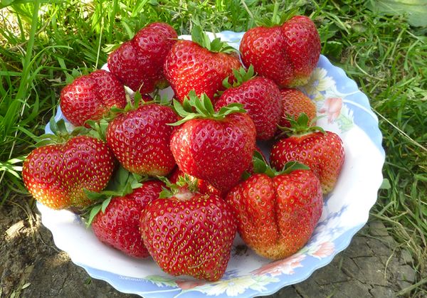 Plato con fresas