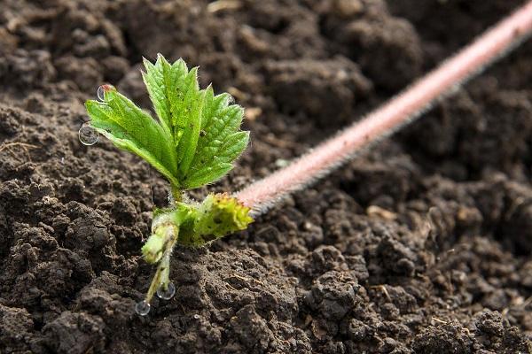 planting strawberries