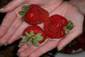 Paglalarawan at mga katangian ng mga strawberry varieties Marmalade, paglilinang at pagpaparami