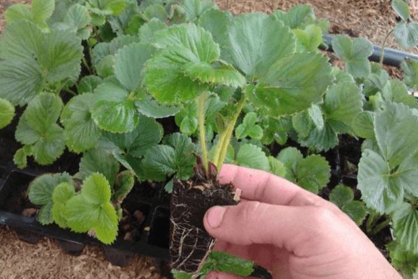 strawberry seedling