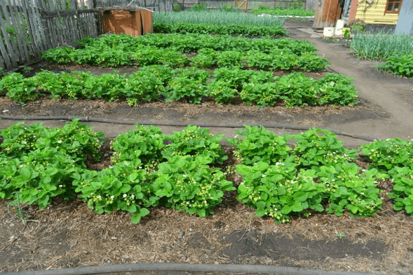 semis plantés