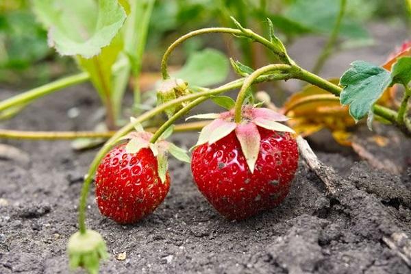 strawberries in the ground