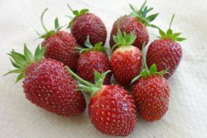 Description and characteristics of strawberry varieties Maryshka, cultivation and reproduction