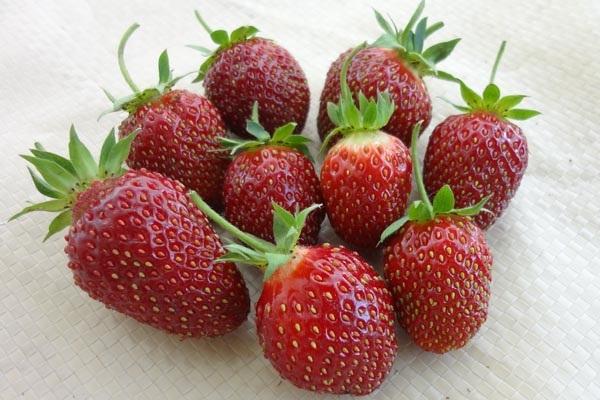 garden strawberry