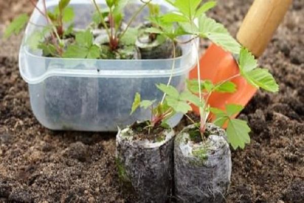 seedlings in a box