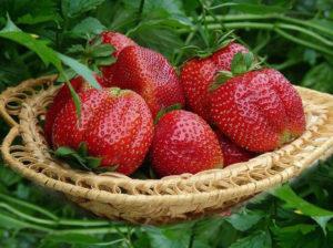 Description and characteristics of strawberries of the Mashenka variety, cultivation and reproduction