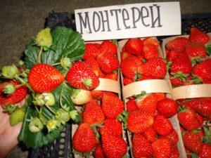 Description and characteristics of Monterey strawberries, planting and care