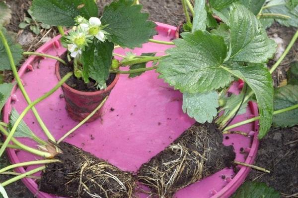 young seedlings