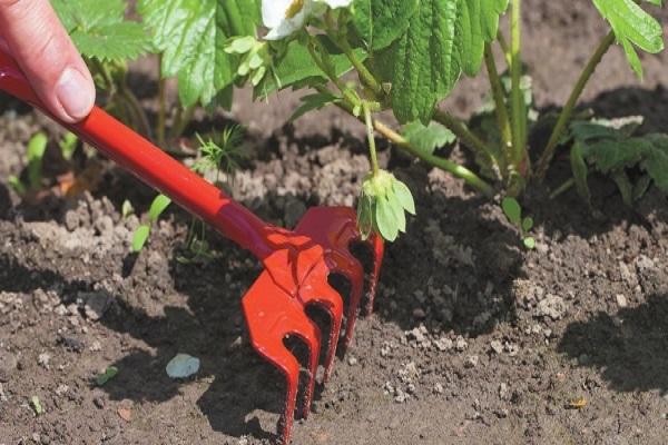 weeding strawberries