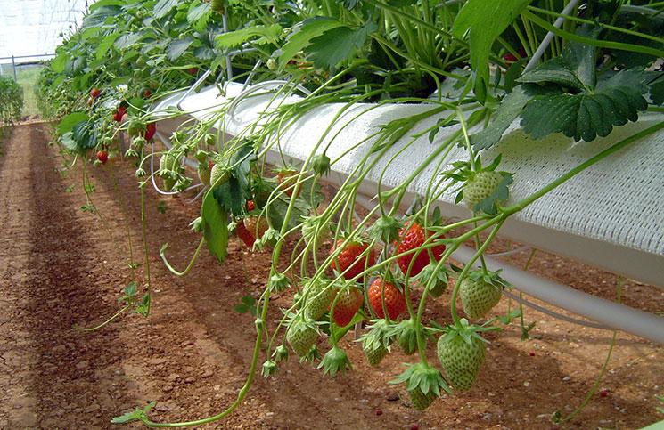 growing strawberries