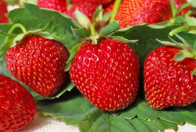 Ostara aux fraises