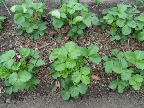 Strawberry seedlings