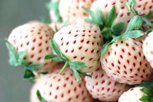 Description et caractéristiques de la variété de fraise Pineberry, culture et entretien