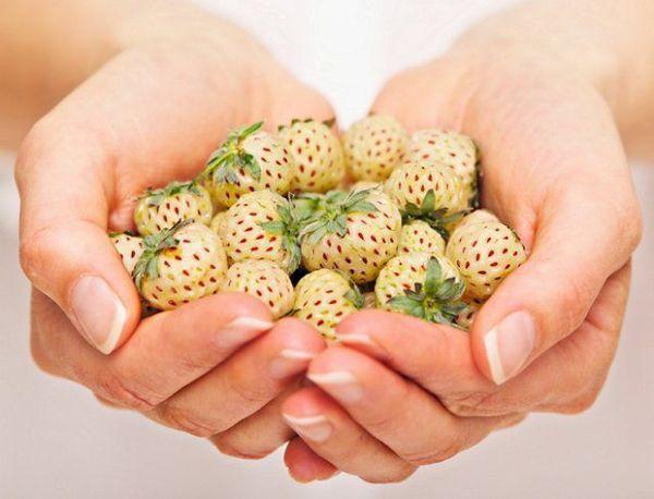 Strawberries in the palms